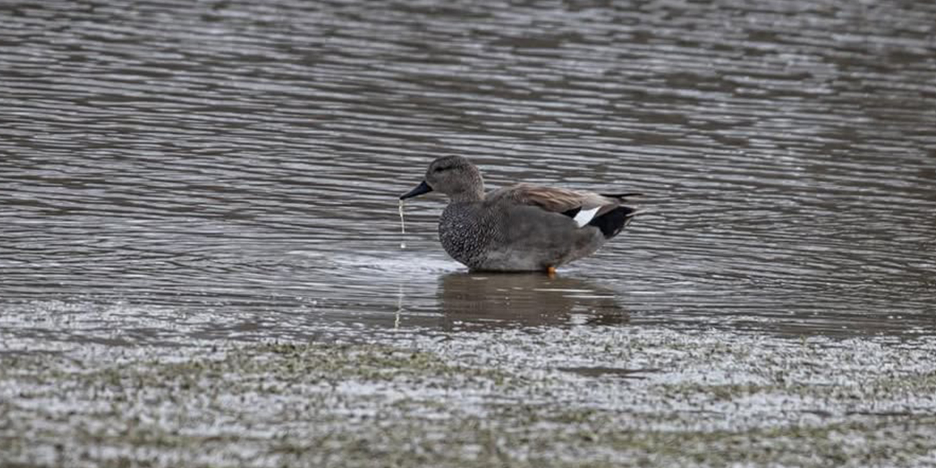 Canard chipeau © Yannick Le Sausse